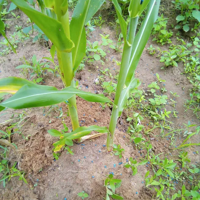 Experimental design for encouraging the adoption of Aflasafe among small-scale farmers in Nigeria